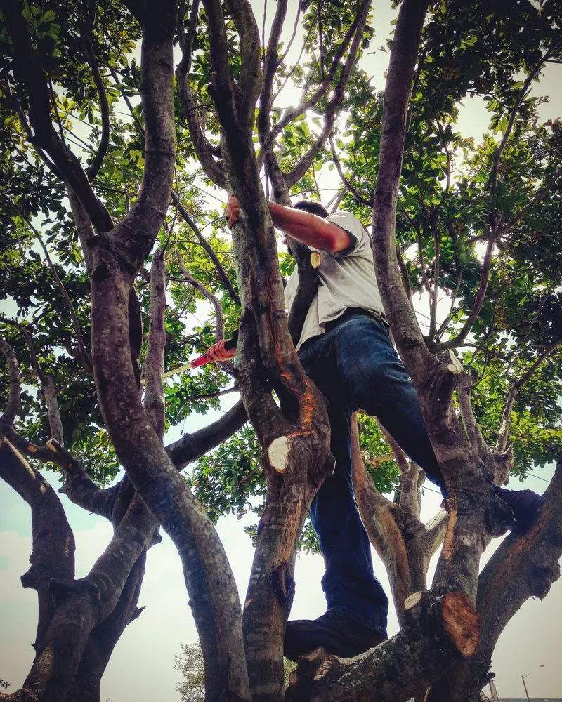 Local lawn mowing service for beautiful yards across Vero Beach, FL - Maspro Property Services