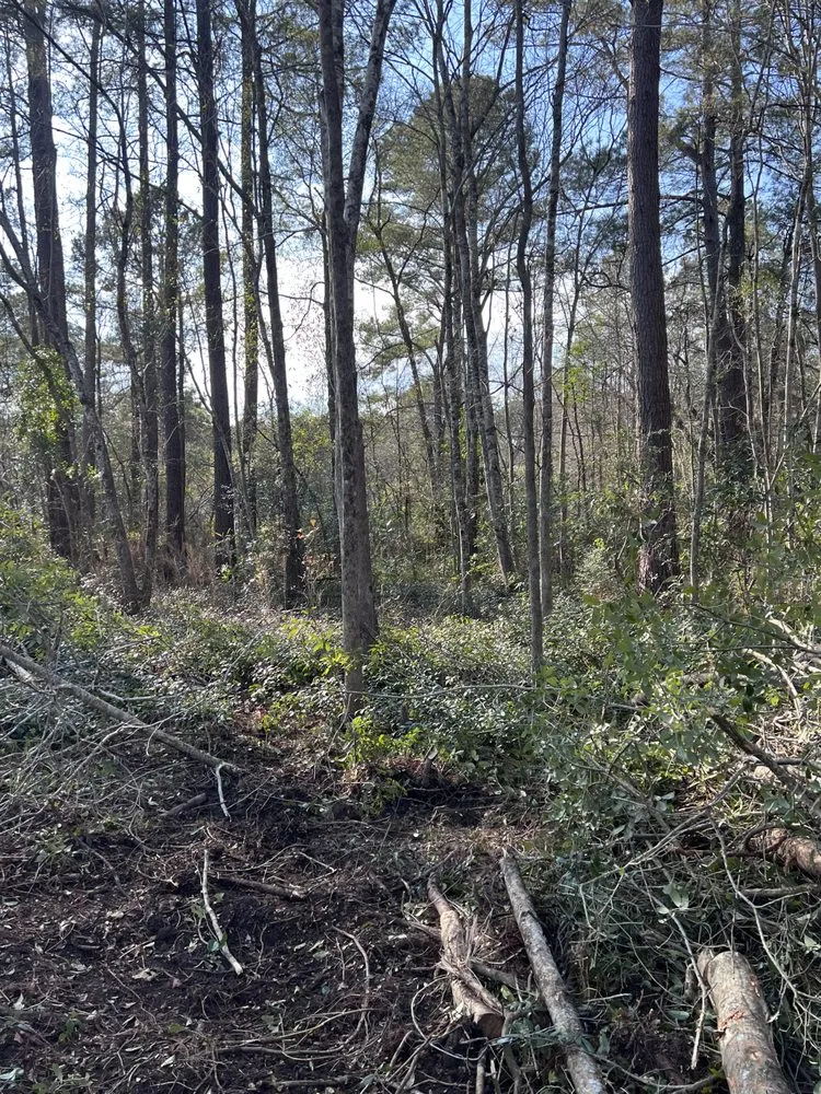Affordable yard cleanup service in Teachey, NC by Mass Force Land Clearing