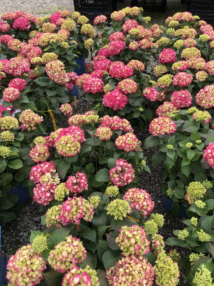 Reliable outdoor landscaping experts serving Taylor, MI - Massab Acres Greenhouse & Nursery