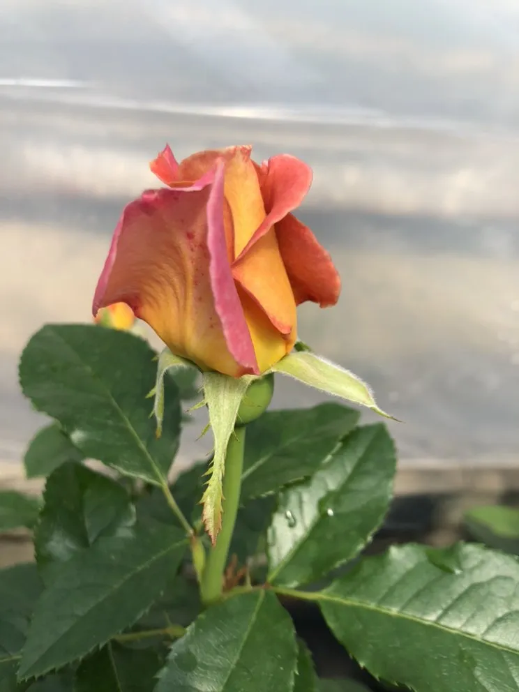 Professional residential landscaping for year-round maintenance across Taylor, MI - Massab Acres Greenhouse & Nursery