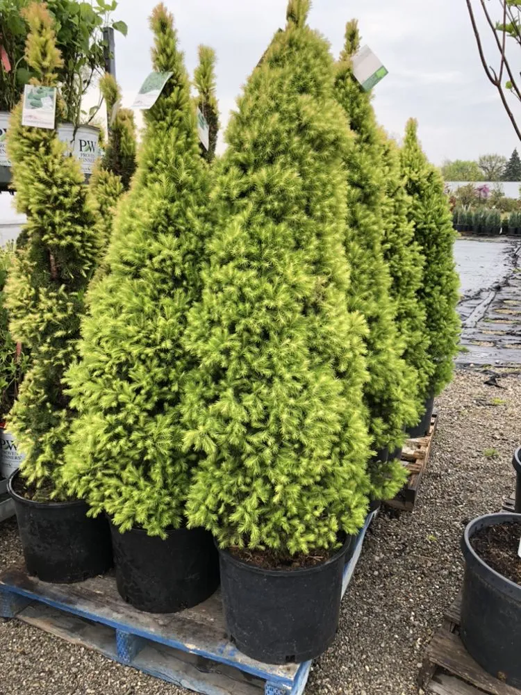 Professional yard maintenance in Taylor, MI - Massab Acres Greenhouse & Nursery