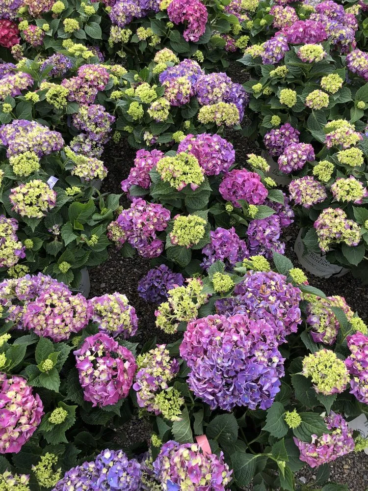 Expert residential landscaping for year-round maintenance in Taylor, MI by Massab Acres Greenhouse & Nursery