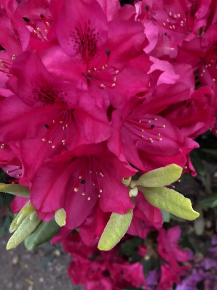 Custom lawn care service with custom design in Taylor, MI by Massab Acres Greenhouse & Nursery