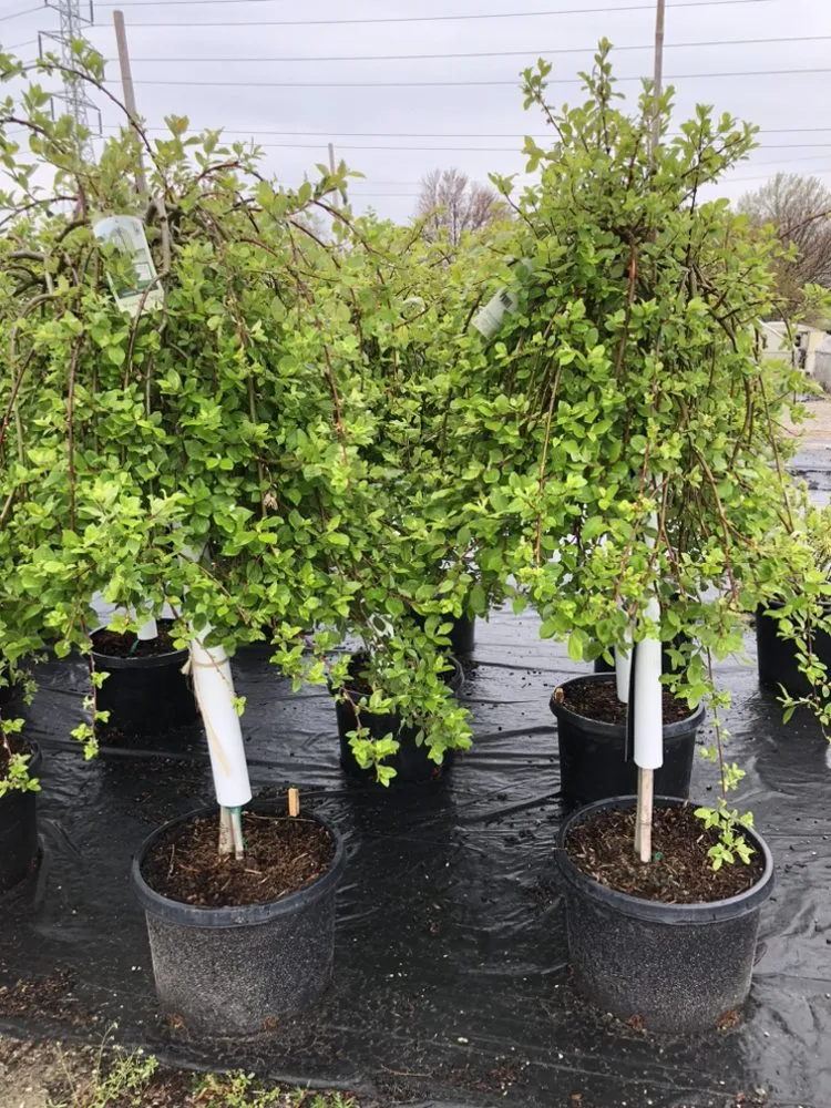 Custom garden landscaping experts serving Taylor, MI - Massab Acres Greenhouse & Nursery