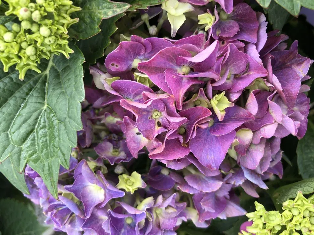 Reliable garden landscaping in Taylor, MI by Massab Acres Greenhouse & Nursery