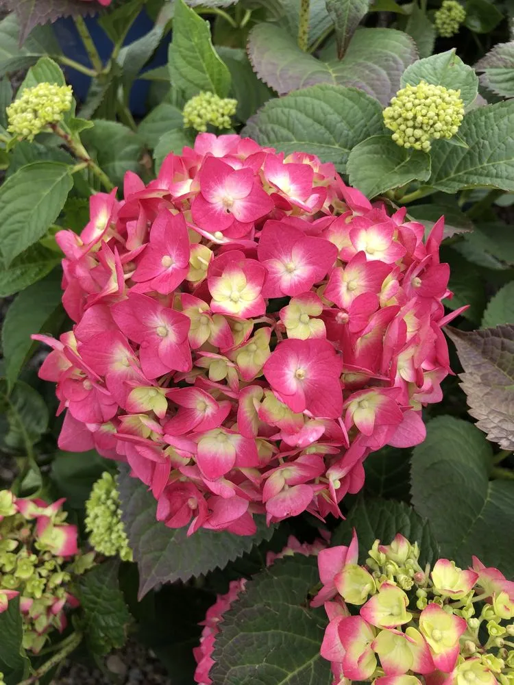 Reliable landscaping services with custom design in Taylor, MI by Massab Acres Greenhouse & Nursery