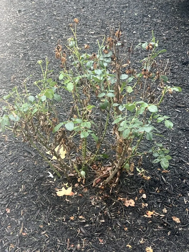 Expert yard cleanup service in Cumming, GA by Massey Services