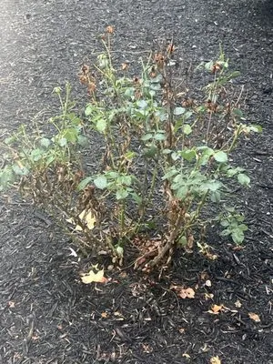 Massey Services Logo