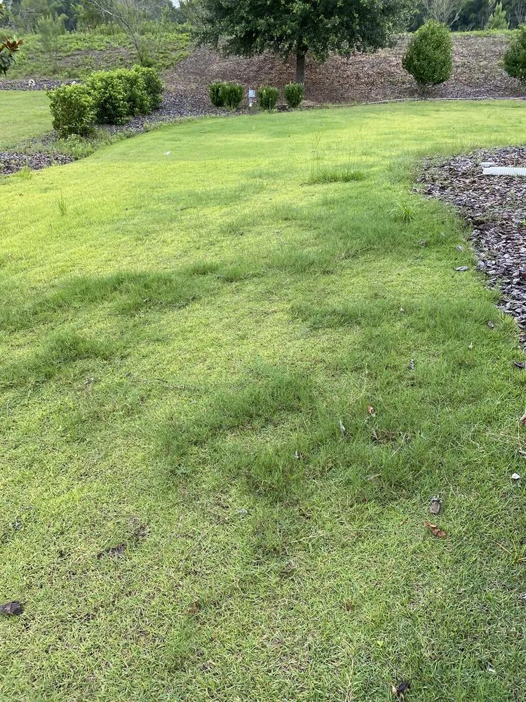 Trusted lawn care service for year-round maintenance in Gainesville, FL by Massey Services