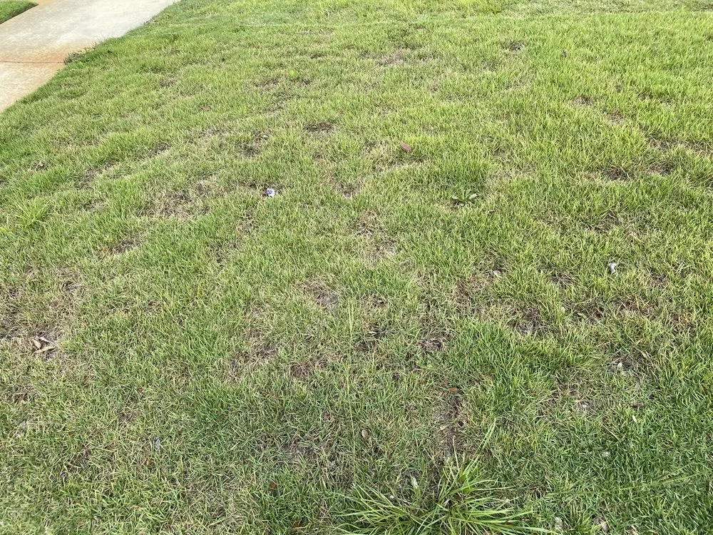 Custom landscape design experts serving Gainesville, FL - Massey Services