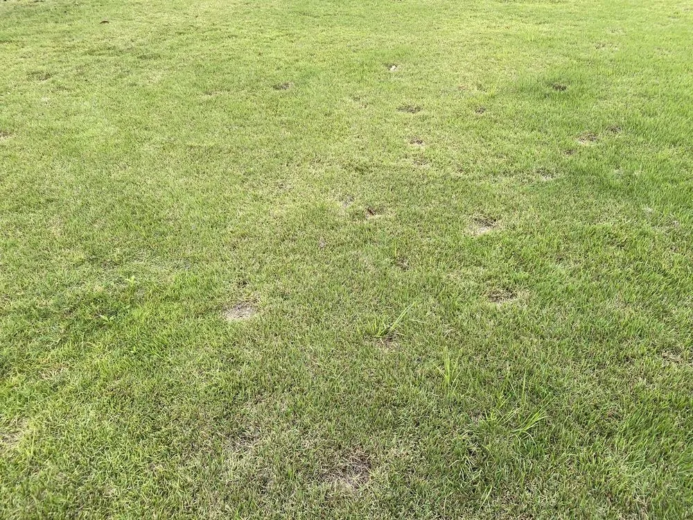 Trusted yard cleanup service with custom design in Gainesville, FL by Massey Services