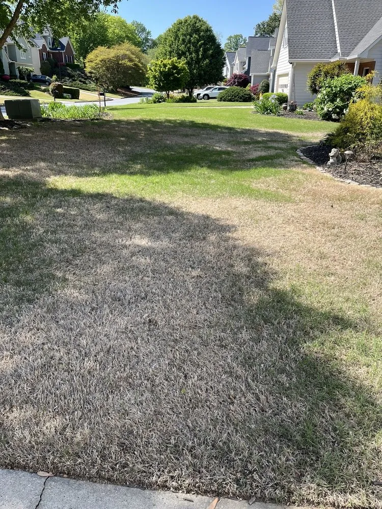 Professional yard maintenance experts serving Palm Harbor, FL - Massey Services GreenUp Lawn