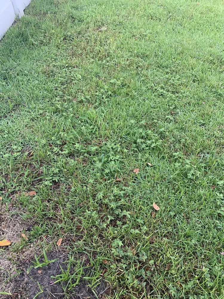 Expert lawn care service experts serving Groveland, FL - Massey Services