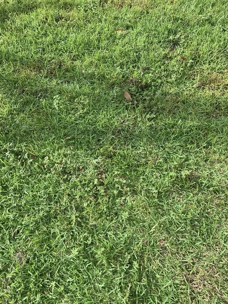 Top-rated outdoor landscaping experts serving Groveland, FL - Massey Services