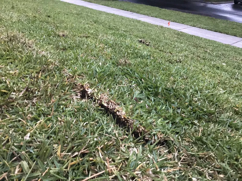 Expert landscaping services experts serving Groveland, FL - Massey Services