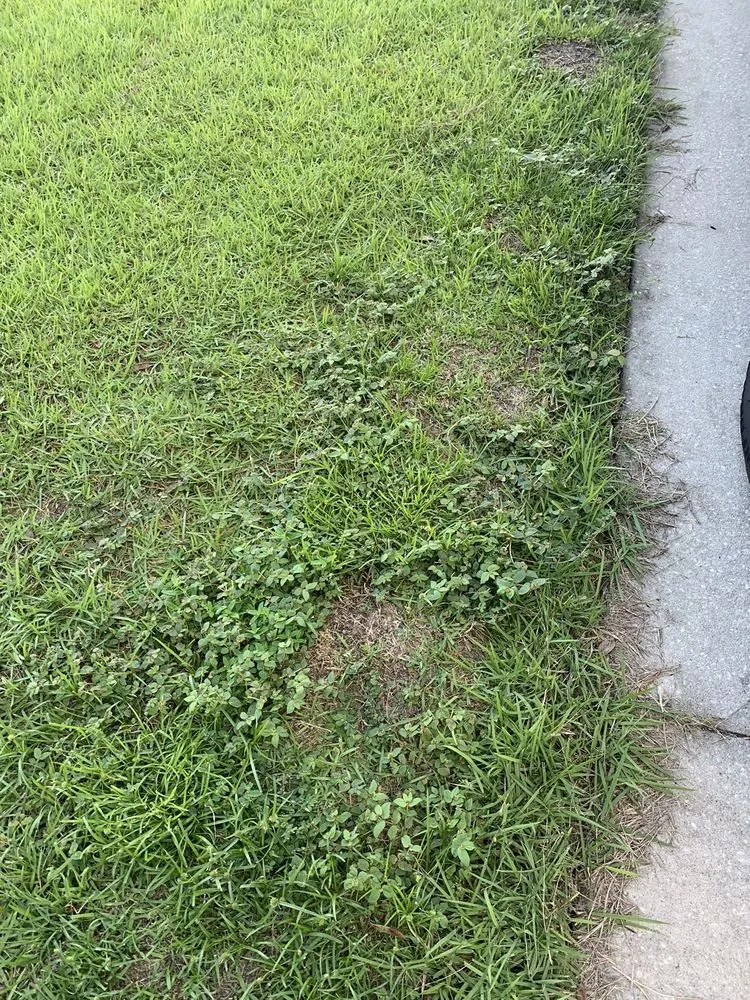 Top-rated lawn care service experts serving Groveland, FL - Massey Services