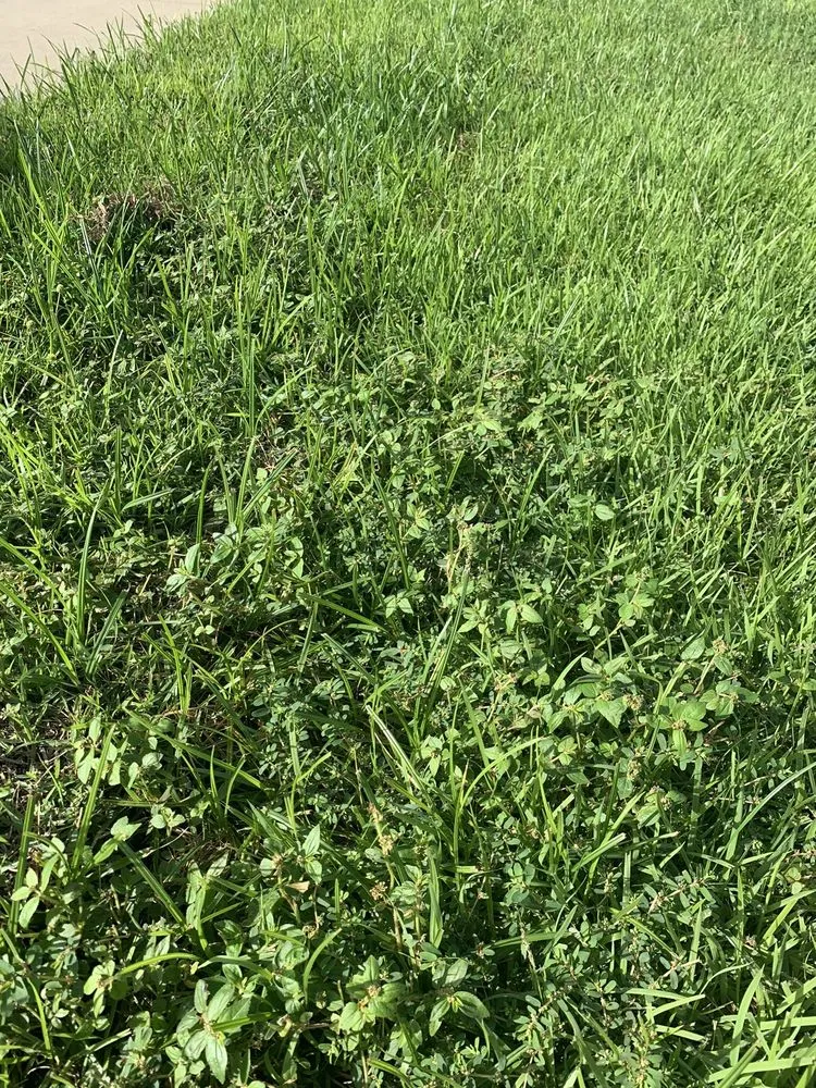 Local lawn mowing service experts serving Groveland, FL - Massey Services