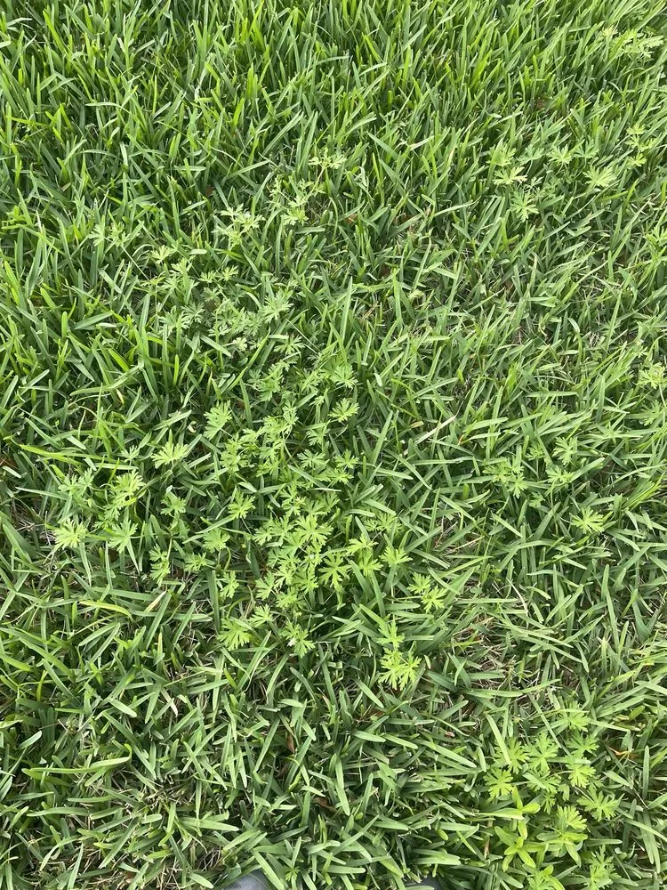 Custom landscape design with custom design in Jacksonville Beach, FL by Massey Services