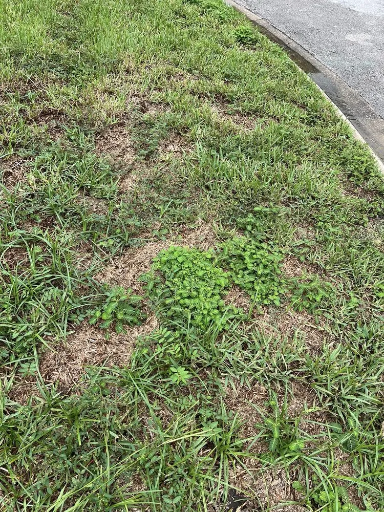 Professional yard maintenance for homes across Jacksonville, FL - Massey Services