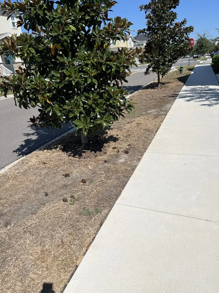 Professional outdoor landscaping experts serving Kissimmee, FL - Massey Services