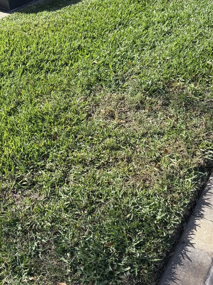 Top-rated yard cleanup service in Kissimmee, FL by Massey Services