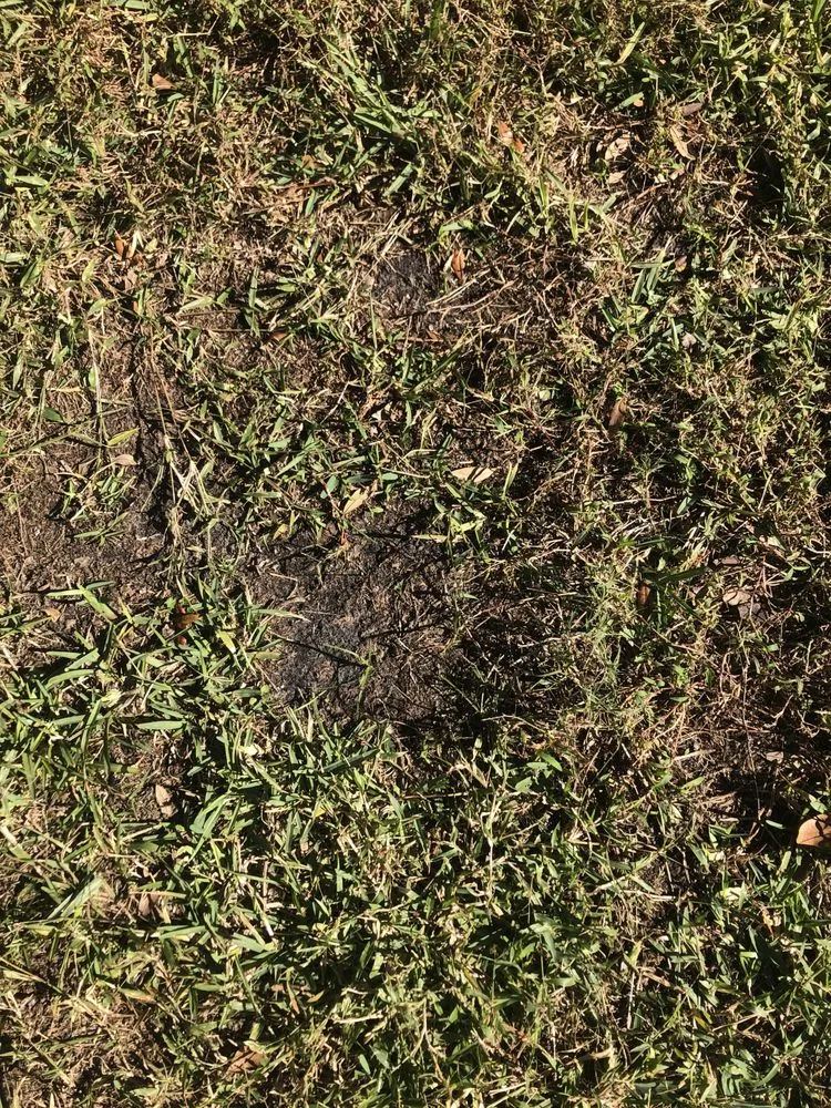 Reliable lawn care service near you in Lake Mary, FL by Massey Services