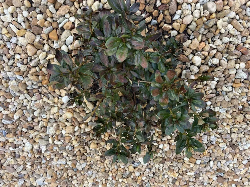 Custom garden landscaping for homes in Leesburg, FL by Massey Services