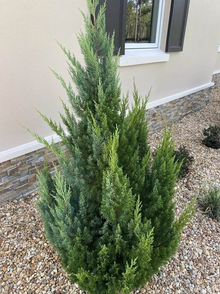 Local lawn care service near you across Leesburg, FL - Massey Services