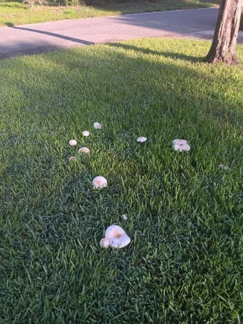 Trusted lawn mowing service for year-round maintenance in Longwood, FL by Massey Services