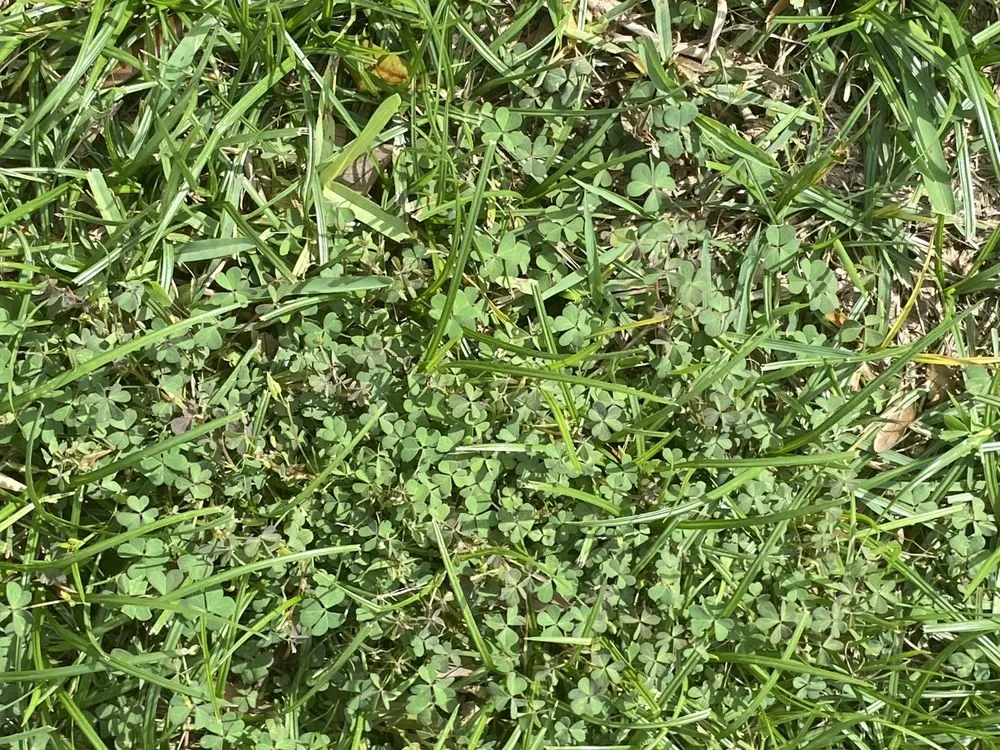 Top-rated landscape design experts serving Ocala, FL - Massey Services