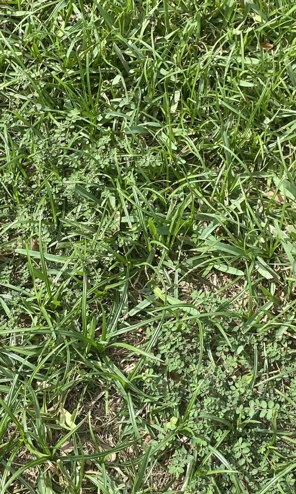 Professional landscape design for outdoor upgrades in Ocala, FL by Massey Services