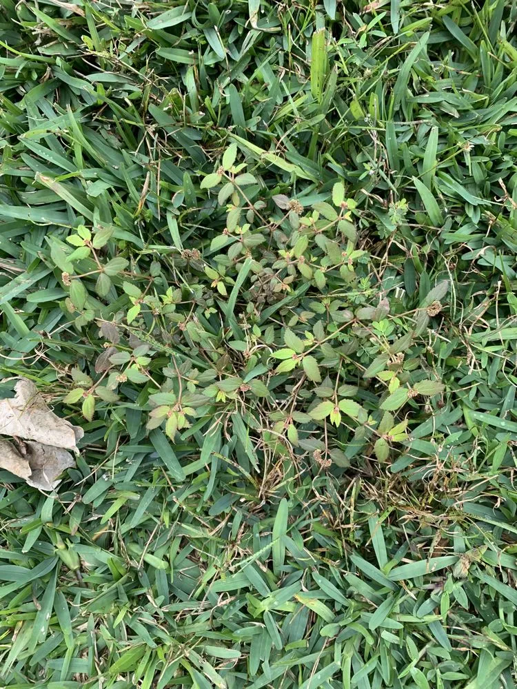 Affordable residential landscaping in Orlando, FL - Massey Services