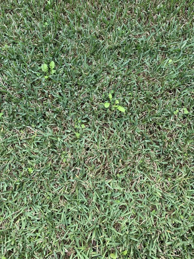 Expert lawn care service for year-round maintenance in Orlando, FL by Massey Services