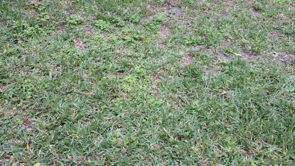 Trusted lawn care service for outdoor upgrades in Ormond Beach, FL by Massey Services