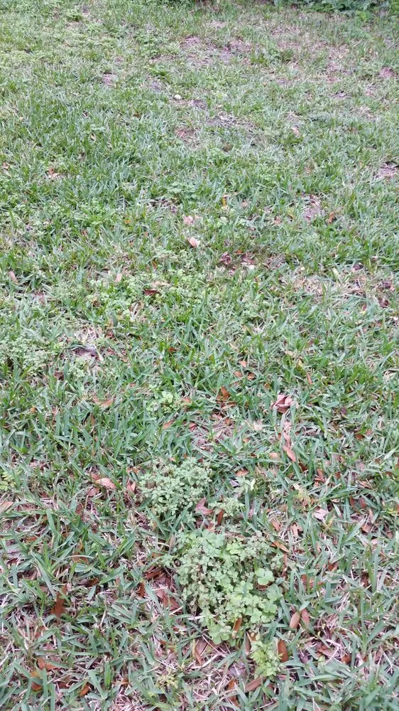 Reliable lawn care service for outdoor upgrades across Ormond Beach, FL - Massey Services