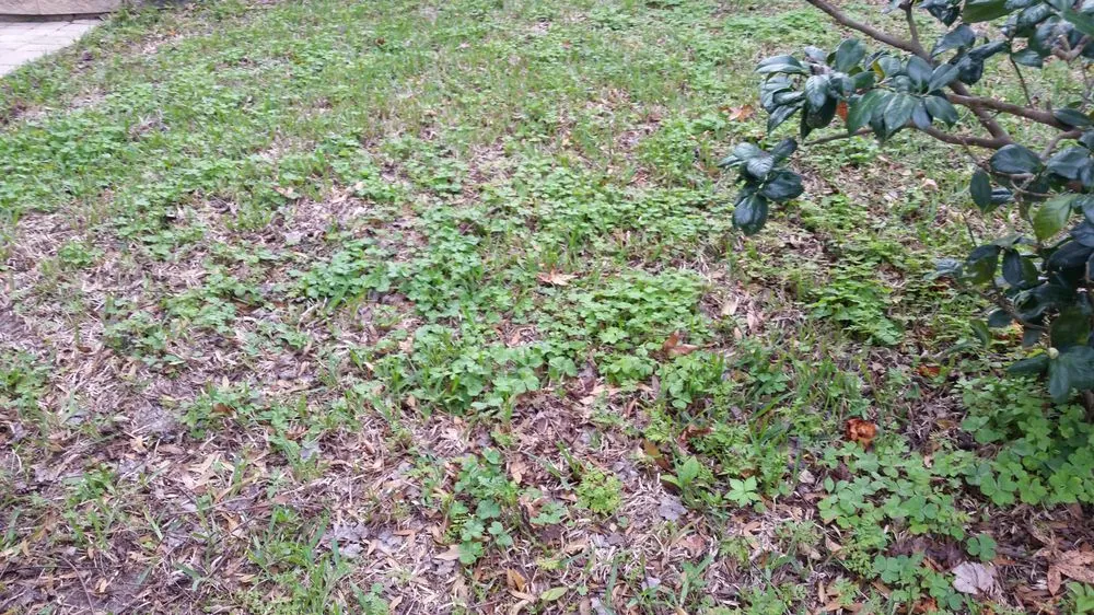 Affordable garden landscaping in Ormond Beach, FL by Massey Services