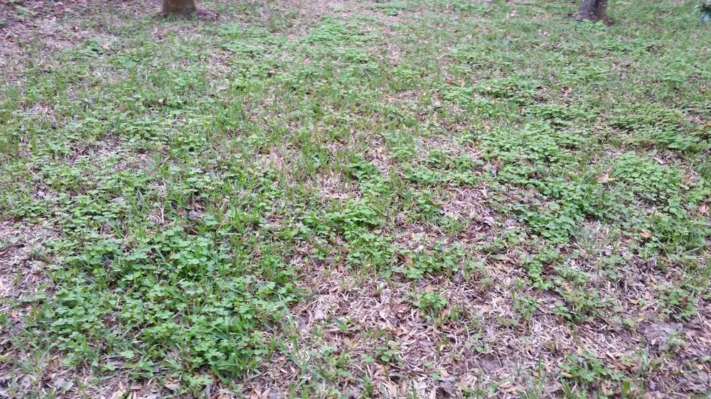 Top-rated landscaping services in Ormond Beach, FL by Massey Services