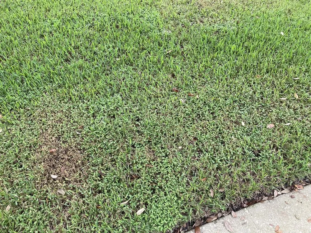 Trusted residential landscaping for residential properties across Oviedo, FL - Massey Services