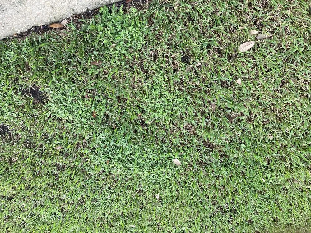 Top-rated garden landscaping in Oviedo, FL - Massey Services