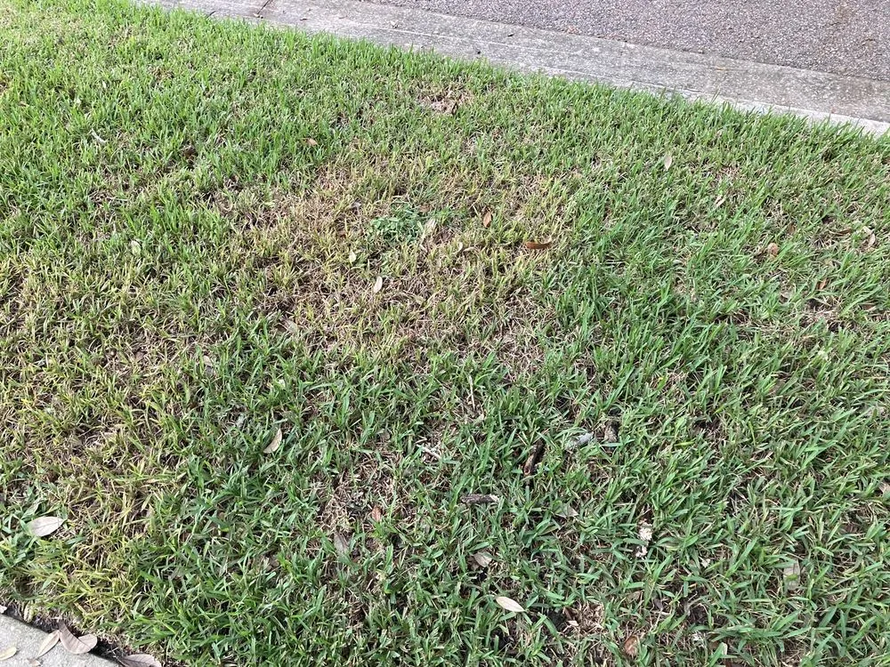 Trusted outdoor landscaping for year-round maintenance across Oviedo, FL - Massey Services