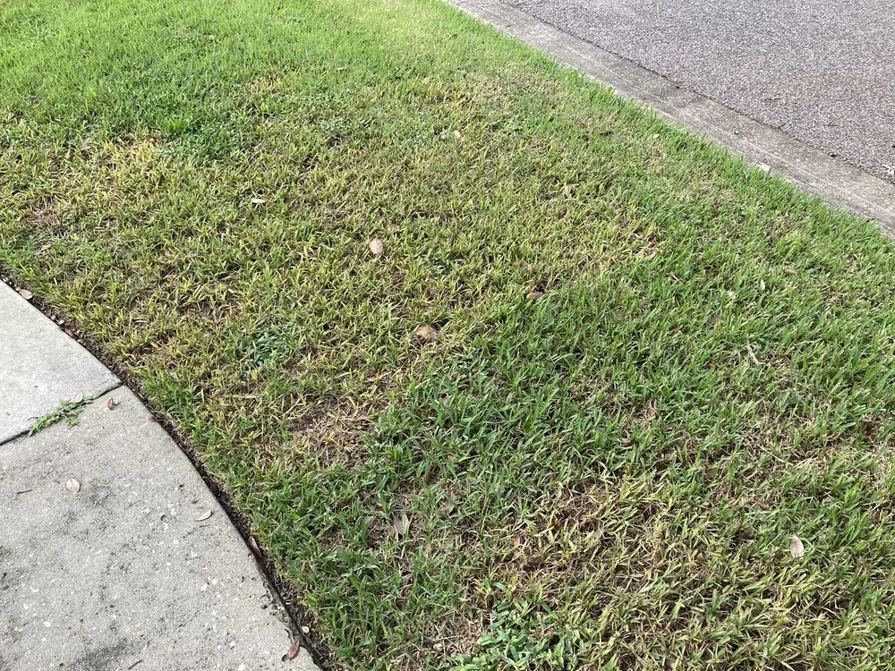 Trusted lawn care service experts serving Oviedo, FL - Massey Services