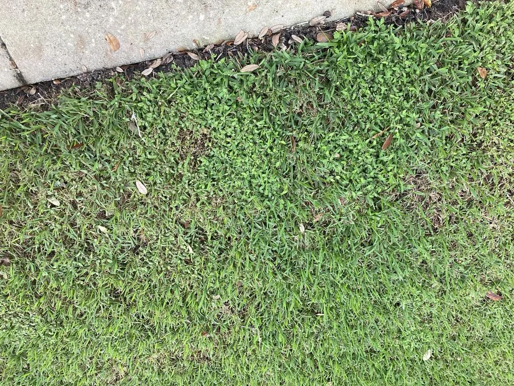 Reliable landscaping services experts serving Oviedo, FL - Massey Services