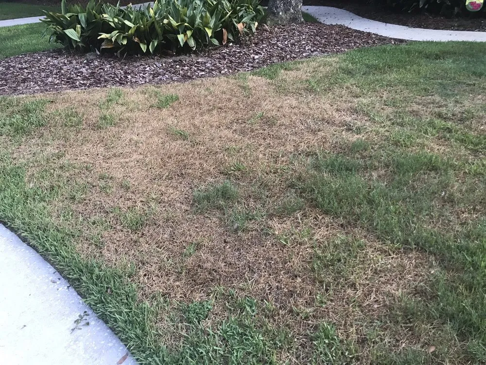 Affordable yard cleanup service experts serving Oviedo, FL - Massey Services