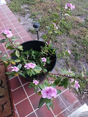 Massey Services Logo