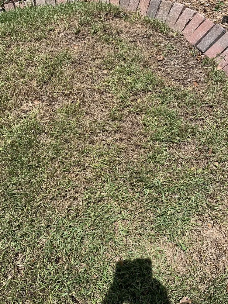 Top-rated landscaping services experts serving Saint Petersburg, FL - Massey Services