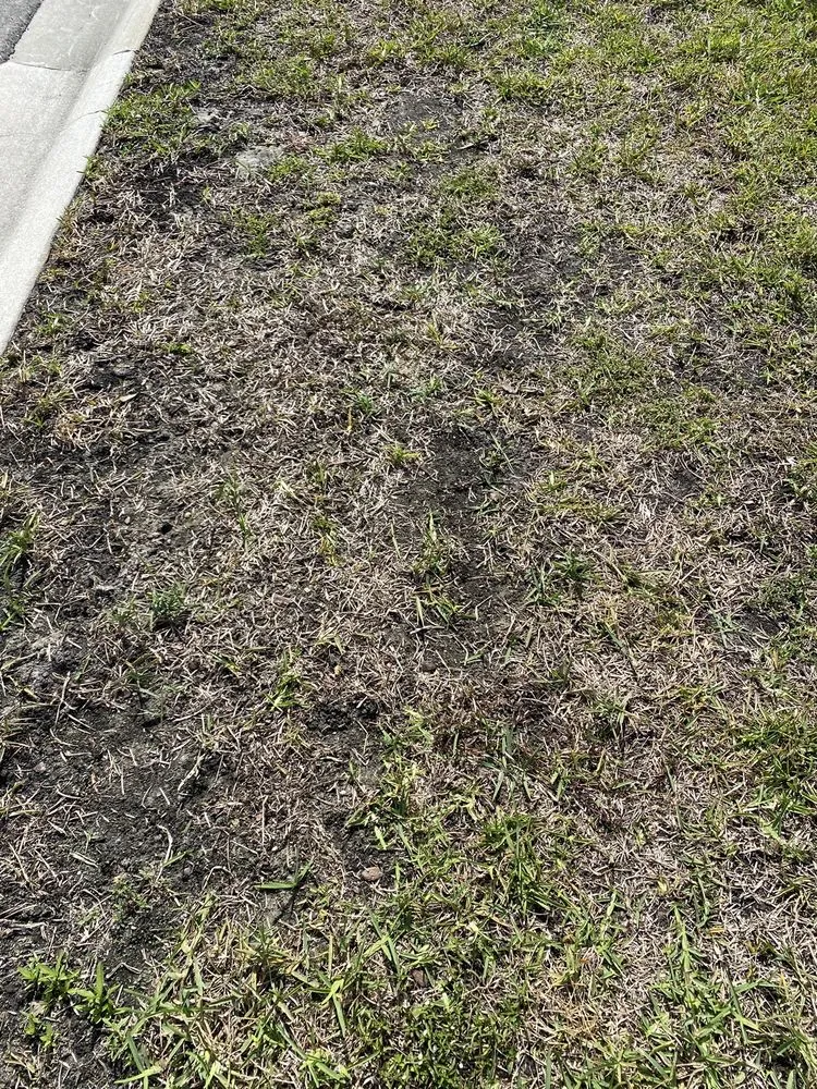 Reliable lawn mowing service in St Augustine, FL - Massey Services