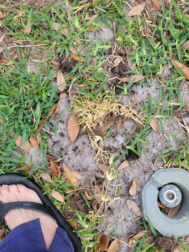 Expert garden landscaping experts serving Tampa, FL - Massey Services