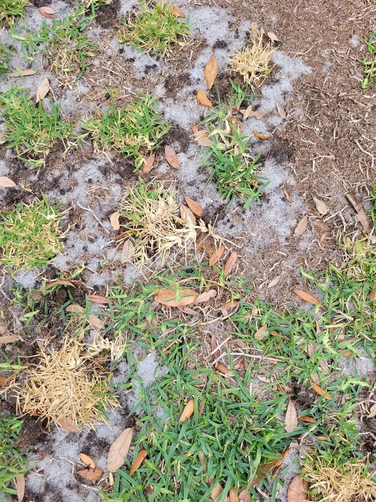 Trusted lawn care service in Tampa, FL - Massey Services