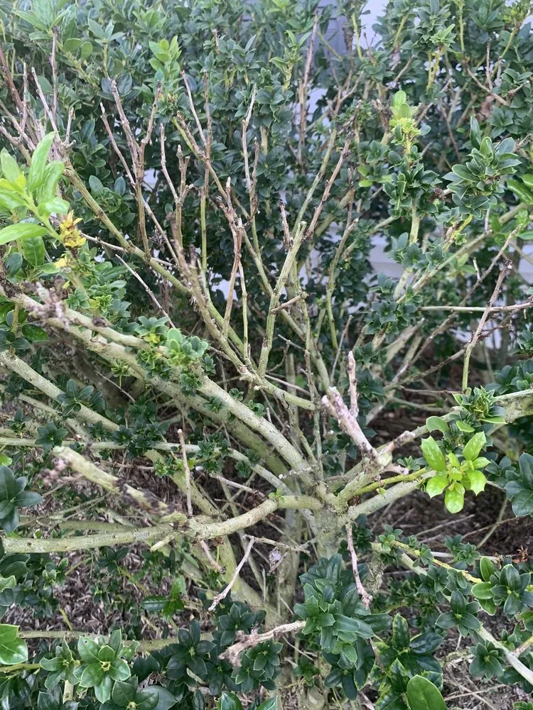 Reliable yard maintenance in Wildwood, FL by Massey Services