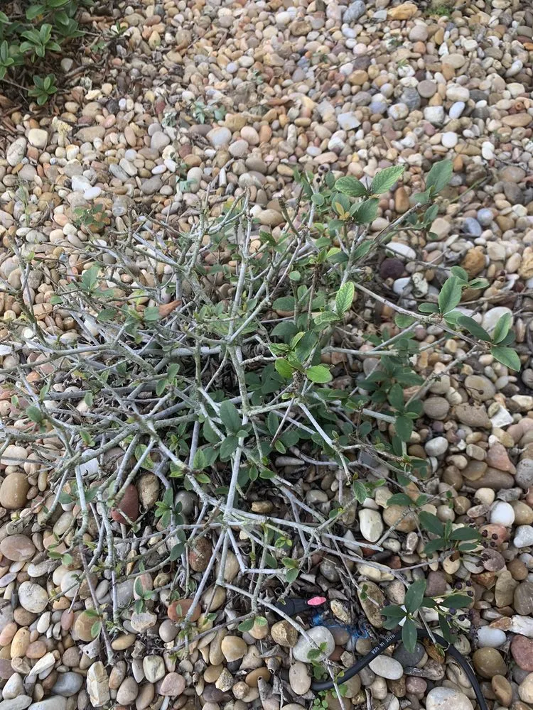 Affordable yard cleanup service in Wildwood, FL by Massey Services